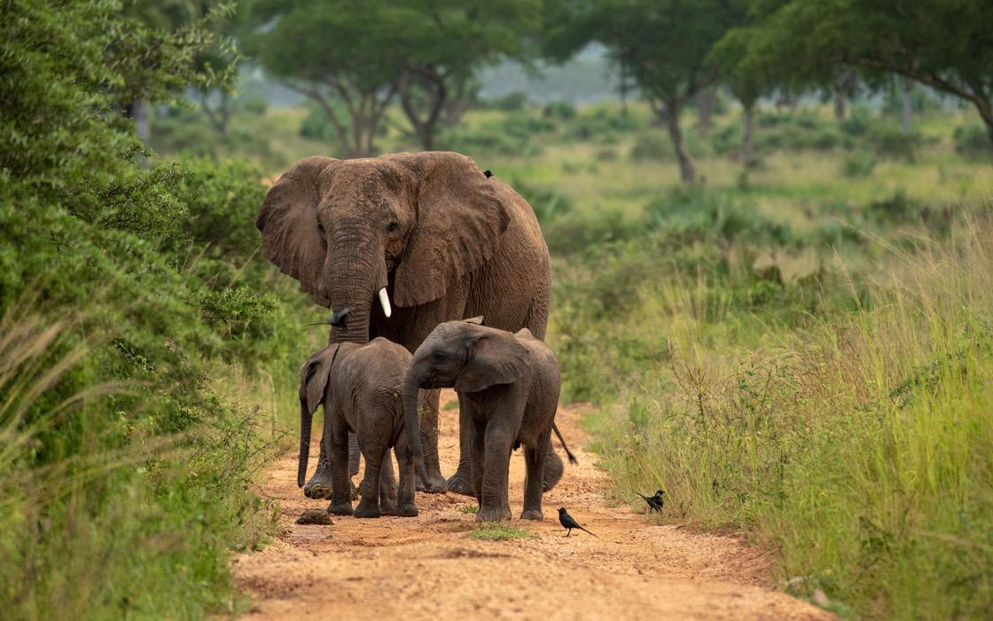 10 Days Safari
