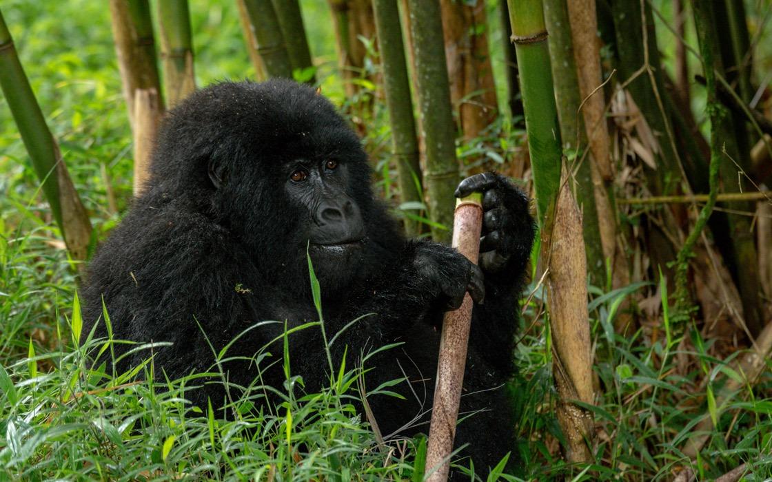 6 Days Primate Experience