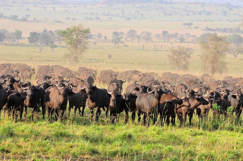 17 Days Safari